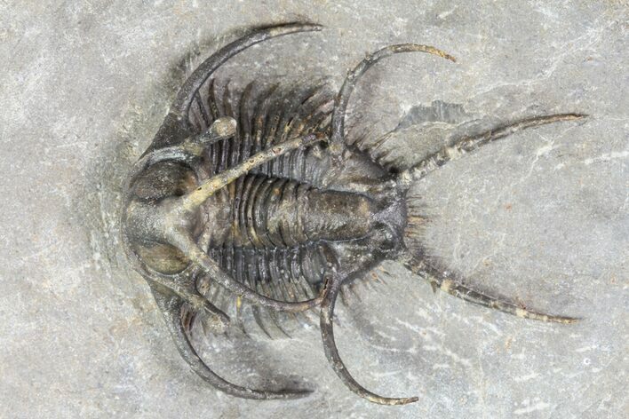 Spine-On-Spine Ceratarges Trilobite - Top Quality #93860